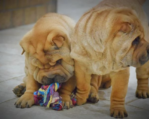 cuccioli shar pei con pedigree!!!