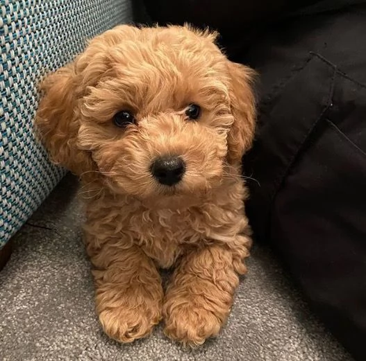 adorabile cucciolo di barboncino in adozione,..