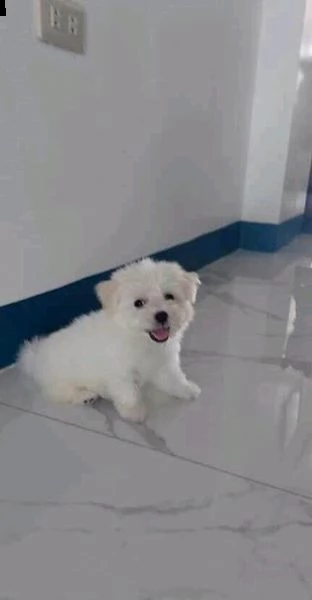 interessante e agile cucciolo maltese  | Foto 0