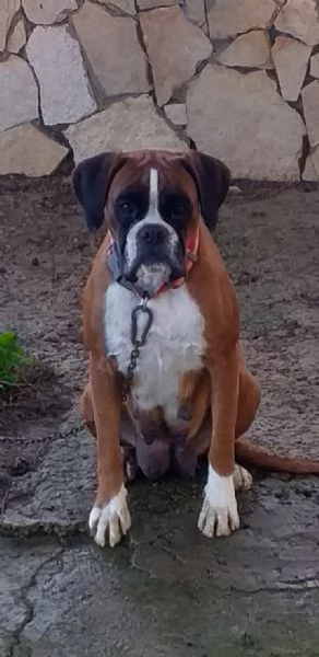 Splendide cucciole di boxer fulve  | Foto 1