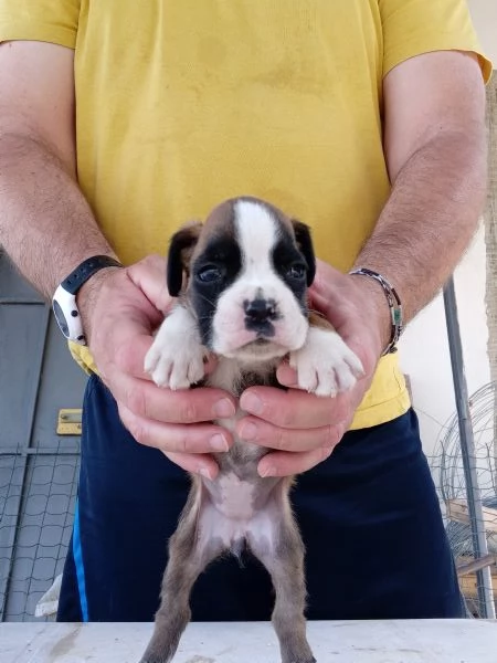 Splendide cucciole di boxer fulve  | Foto 0