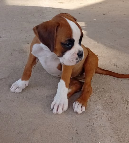 Splendide cucciole di boxer fulve maschera bianca 