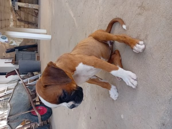 Splendide cucciole di boxer fulve maschera bianca  | Foto 3