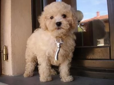 regalo cuccioli di barboncino