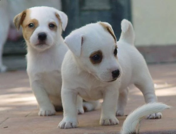 cucciolo di jack russel