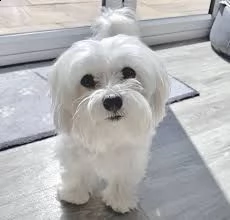 super adorable maltese available | Foto 0