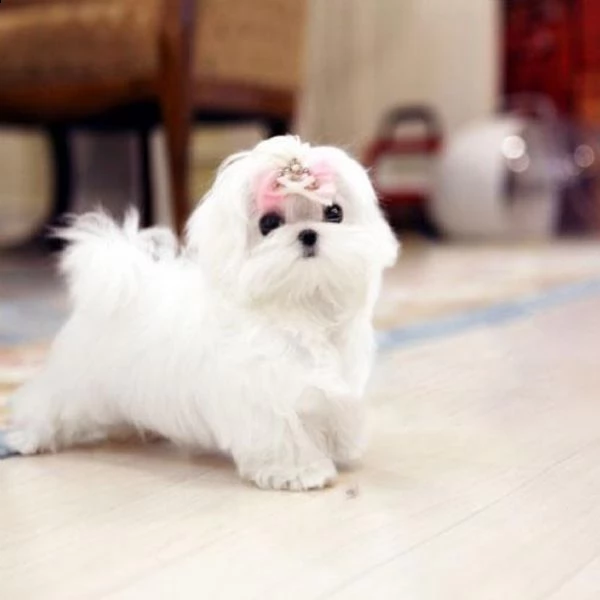 super adorable maltese available