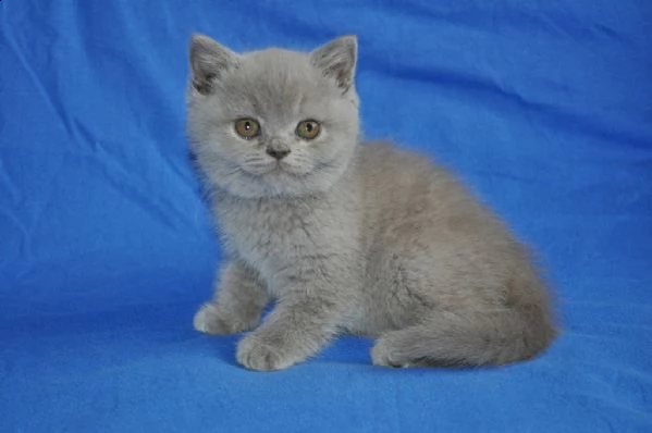 champion lines blue british shorthair pronto 12 ° | Foto 3