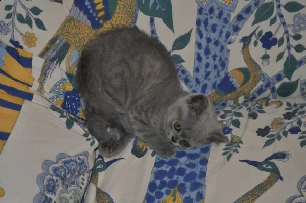 champion lines blue british shorthair pronto 12 ° | Foto 1