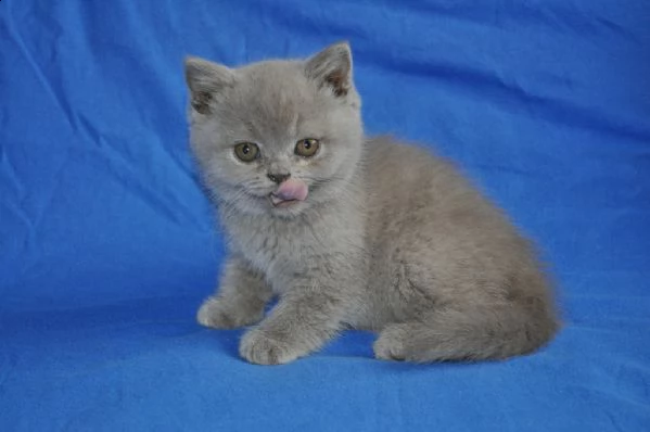 champion lines blue british shorthair pronto 12 ° | Foto 0