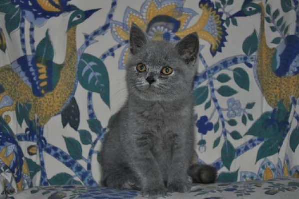 champion lines blue british shorthair pronto 12 °