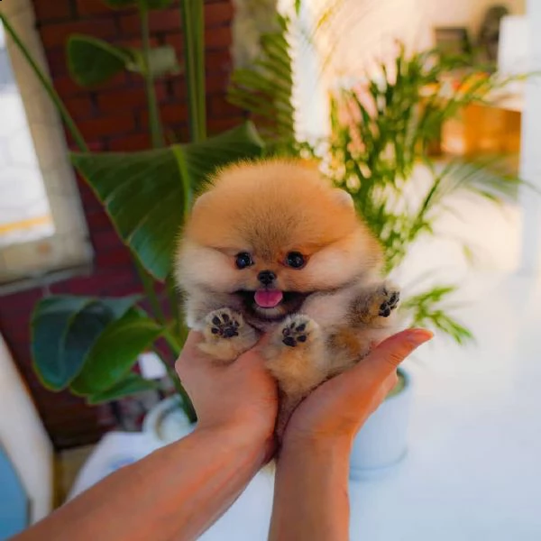 adorabile pomerania