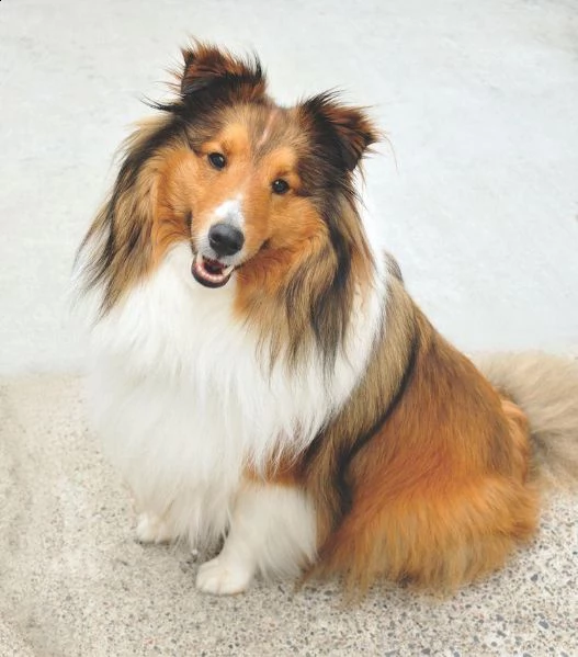   regalo cuccioli shetland sheepdog