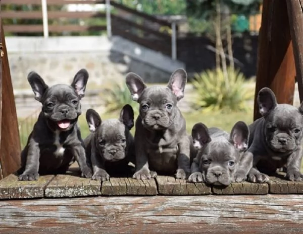 cuccioli di bulldog francese