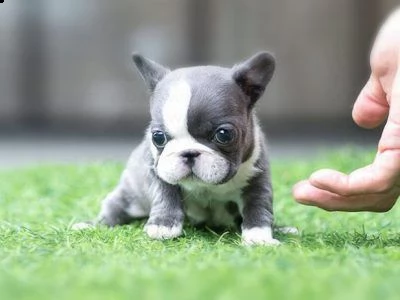 cuccioli di bulldog francese con pedigree.