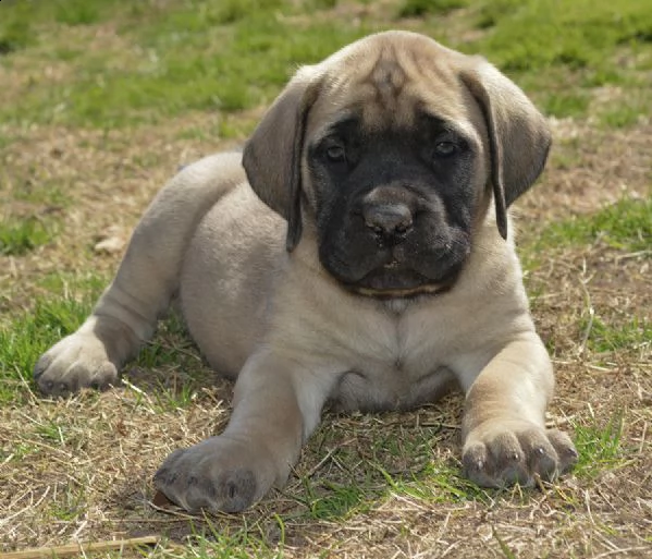 cuccioli di alano con pedigree.