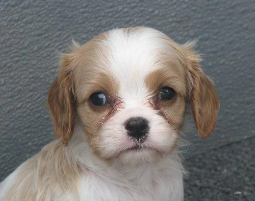 email : ameliajefferson80[at]gmail[.com] adorali cuccioli di cavalier king femminucce e maschietti dispon