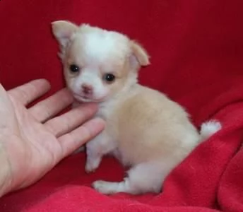 email : ameliajefferson80[at]gmail[.com] adorabili cuccioli di micro chihuahua femminucce e maschietti di