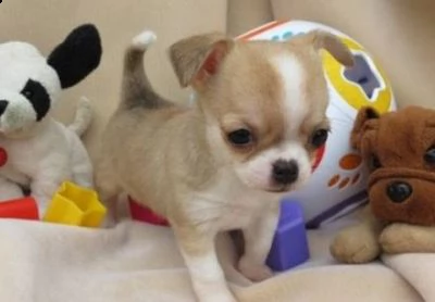 chihuahua cuccioli disponibile per l'adozione