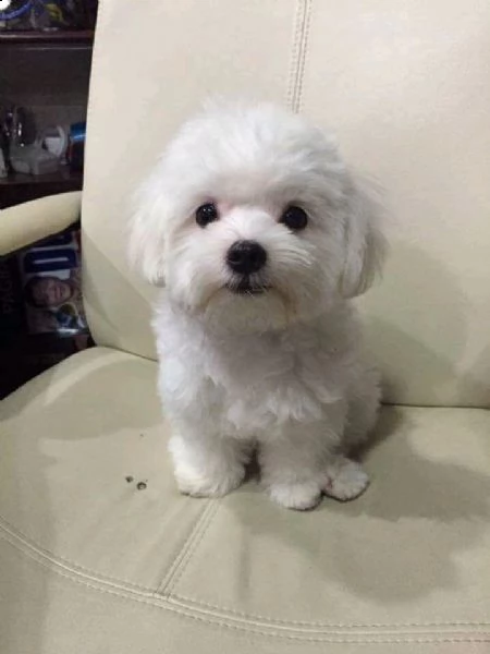 mini  maltese cucciolo