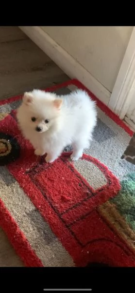 vendita cucciolo cuccioli volpino pomerania bianchi