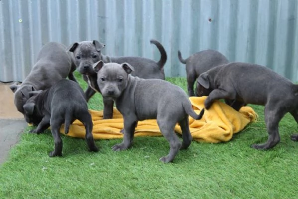 cuccioli amstaff blue 3 mesi