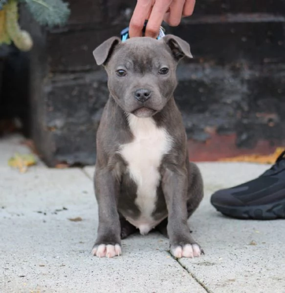 cuccioli amstaff blue 3 mesi | Foto 1