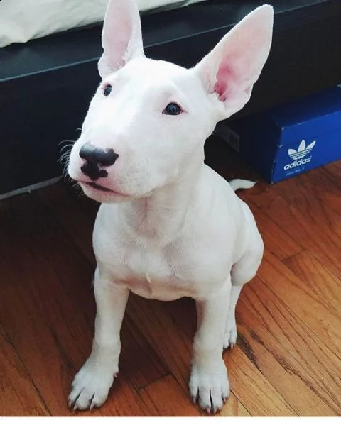 vendita cucciolo bull terrier