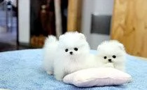 mini pomerania pomerania