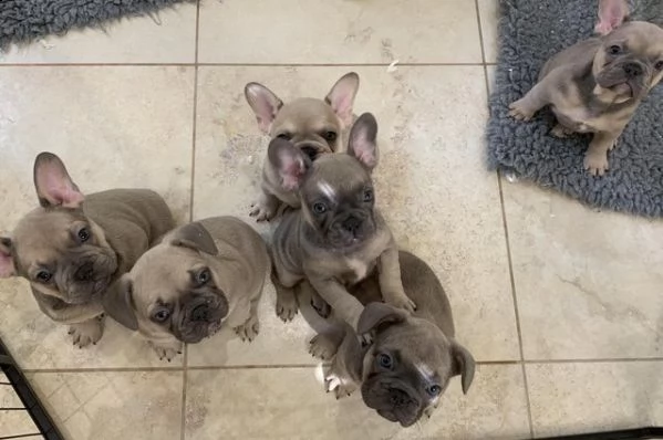 cuccioli di bulldog francesi standard di razza registrata