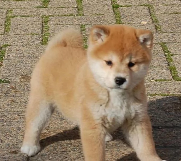 email : ameliajefferson80[at]gmail[.com] adorabili cuccioli di shiba-inu femminucce e maschietti disponib