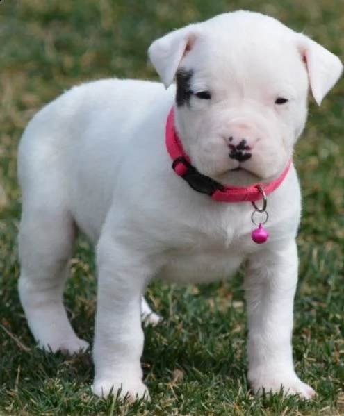 vendita splendidi cuccioli di dogo argentino