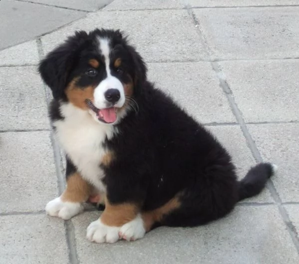 vendita disponibili cuccioli bovaro del bernese