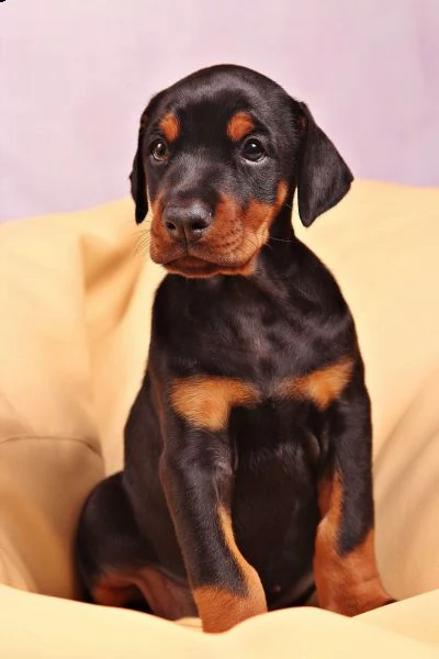 ((((vendita cucciolo dobermann cuccioli altissima genealogia))