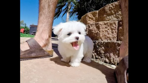 (vendita cucciolo cuccioli maltese)