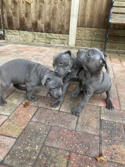 american amstaff cuccioli