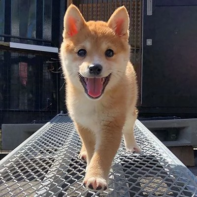 vendita cucciolo cuccioli maschi di shiba-inu