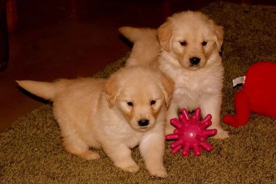 cuccioli di golden retriever con pedigree