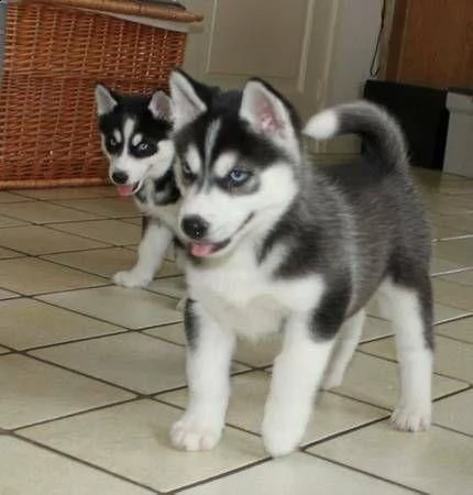 (vendita 2 siberian husky occhi color ghiaccio stupendi)