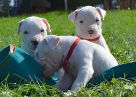 ultimo cucciolo di dogo argentino