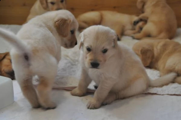 adorabile golden retriever