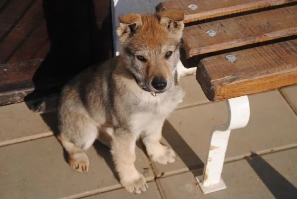 (vendita cuccioli cane lupo cecoslovacco con pedigree)