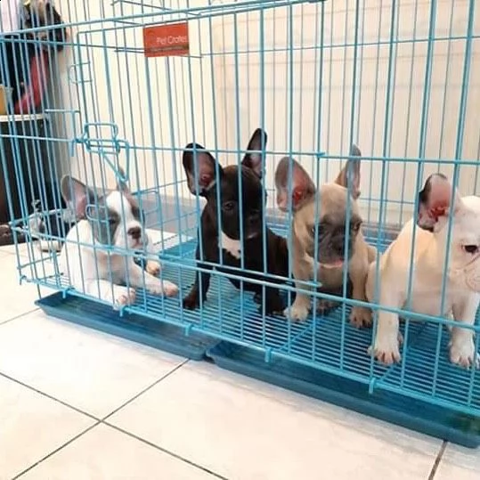 cuccioli di bouledogue francesi