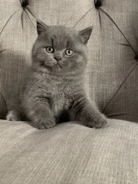 british shorthair | Foto 2