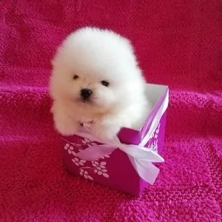 cuccioli pomeranian teacup per l'adozione