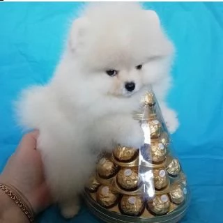 cuccioli pomeranian teacup per l'adozione | Foto 0