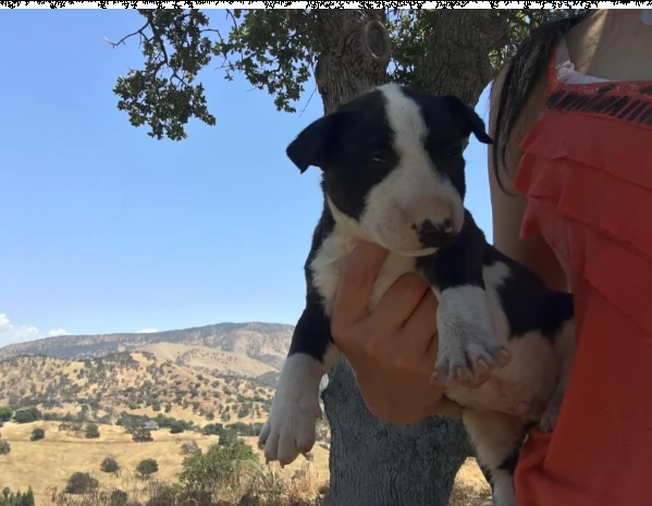 cucccioli taglia media razza bull terrier %%