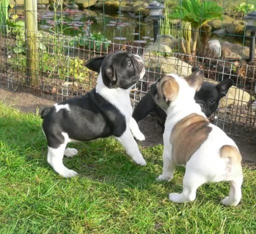 regalo cucciolata di bouledogue francese,