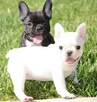 regalo disponibili cuccioli di bouledogue francese!!