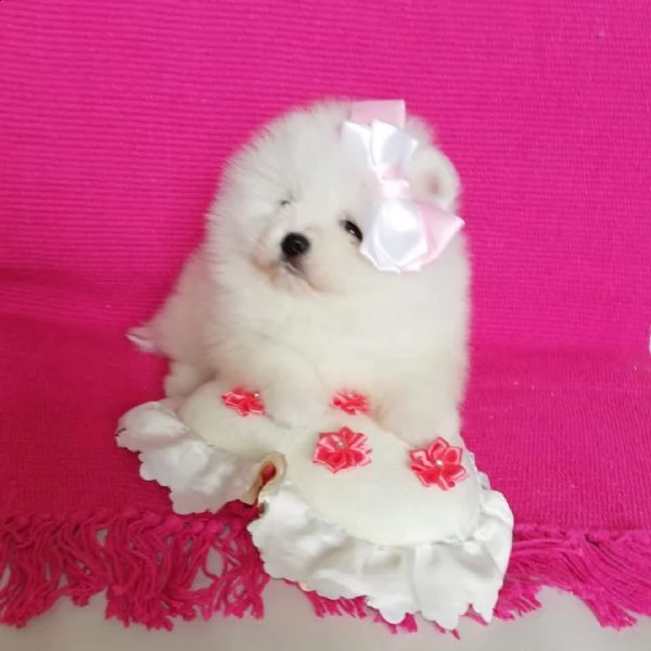 cuccioli di pomerania toy